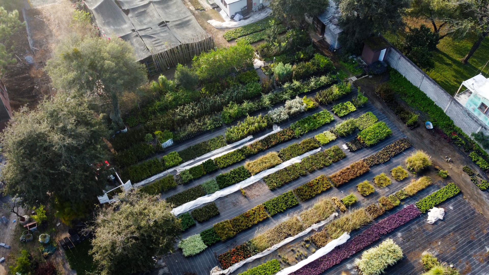 Vivero de producción
